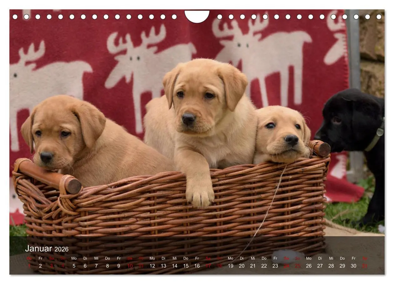 Bild: 9783457808573 | Labrador Retriever Welpen (Wandkalender 2026 DIN A4 quer), CALVENDO...