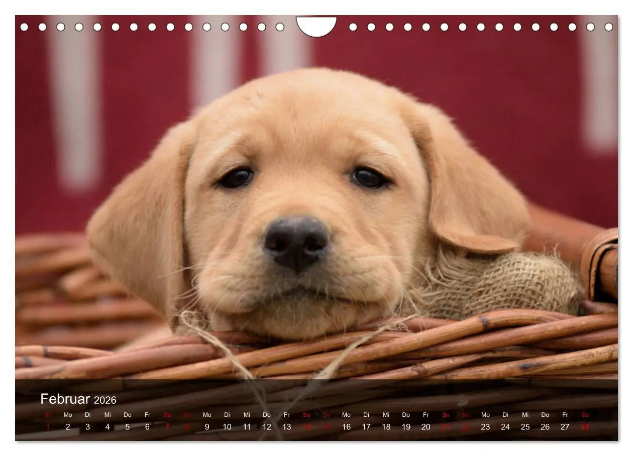 Bild: 9783457808573 | Labrador Retriever Welpen (Wandkalender 2026 DIN A4 quer), CALVENDO...