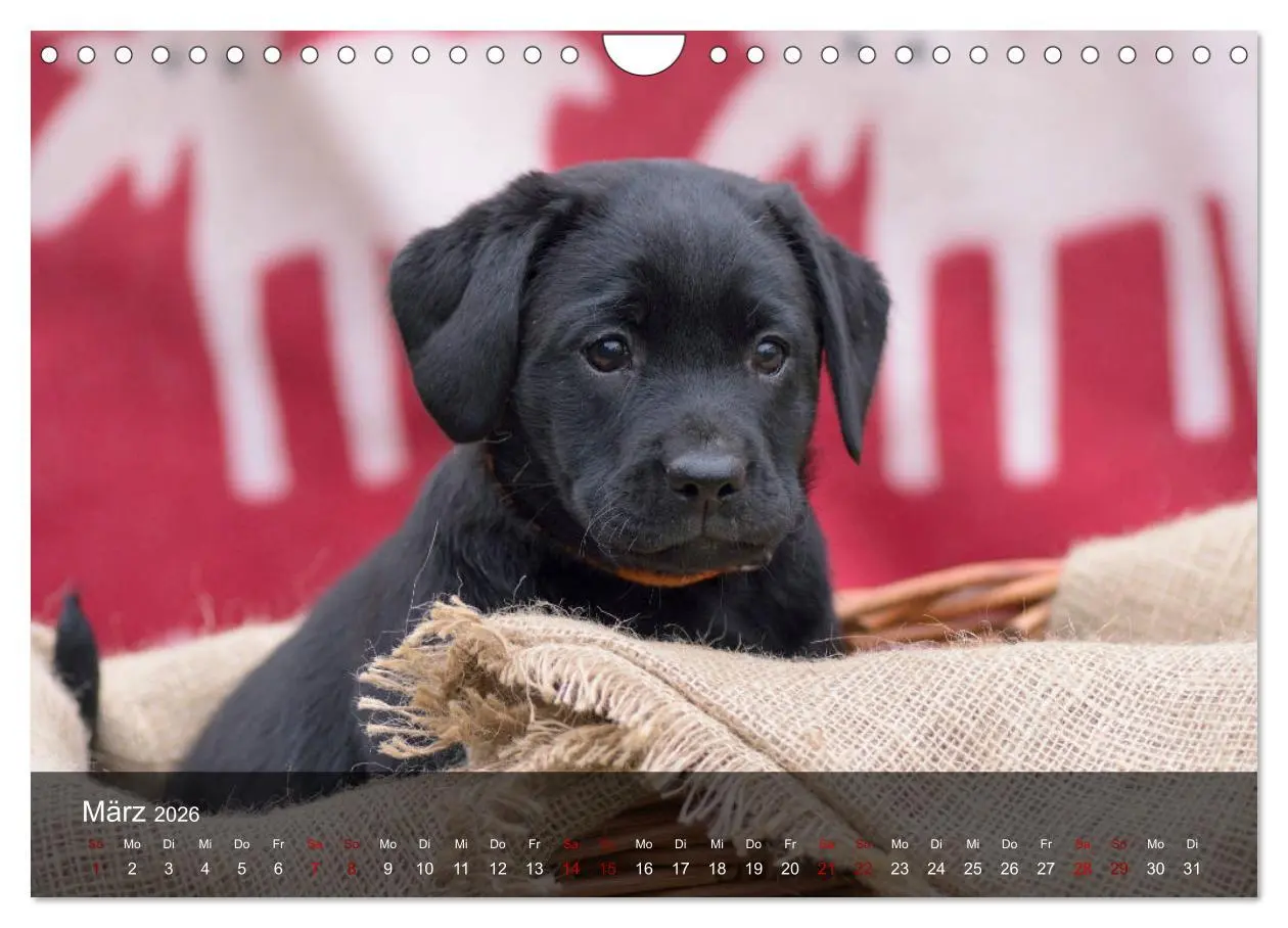 Bild: 9783457808573 | Labrador Retriever Welpen (Wandkalender 2026 DIN A4 quer), CALVENDO...