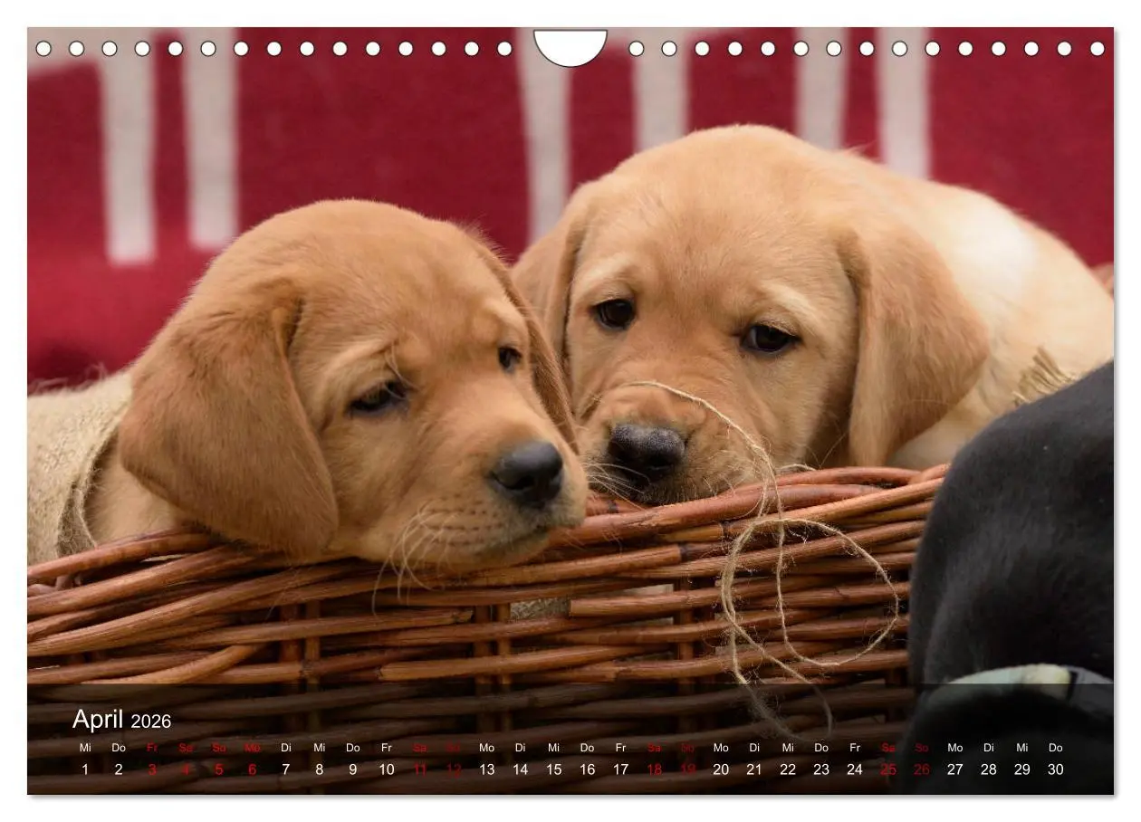 Bild: 9783457808573 | Labrador Retriever Welpen (Wandkalender 2026 DIN A4 quer), CALVENDO...