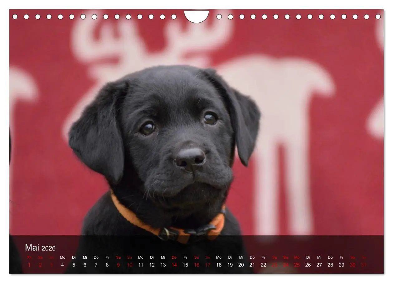 Bild: 9783457808573 | Labrador Retriever Welpen (Wandkalender 2026 DIN A4 quer), CALVENDO...
