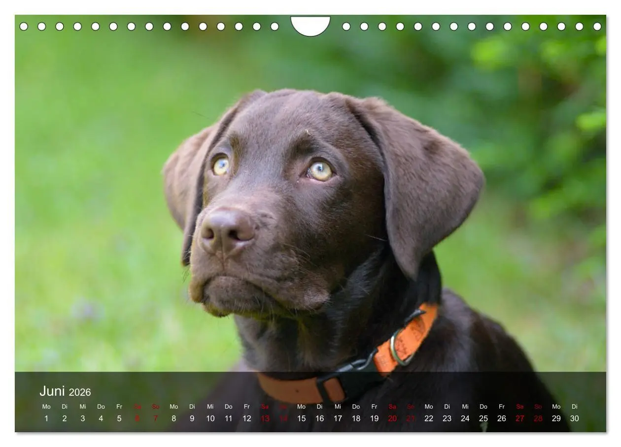 Bild: 9783457808573 | Labrador Retriever Welpen (Wandkalender 2026 DIN A4 quer), CALVENDO...