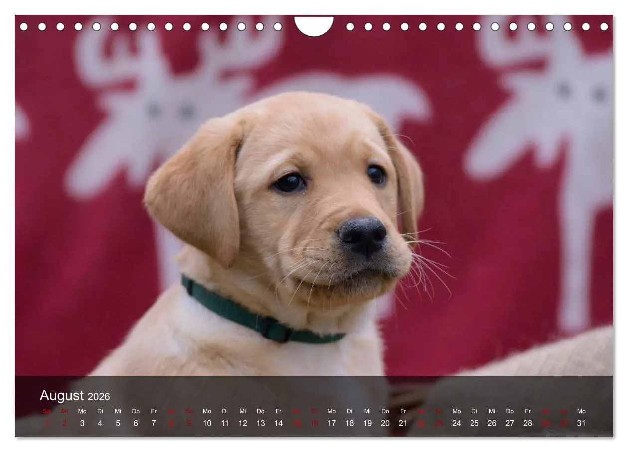 Bild: 9783457808573 | Labrador Retriever Welpen (Wandkalender 2026 DIN A4 quer), CALVENDO...