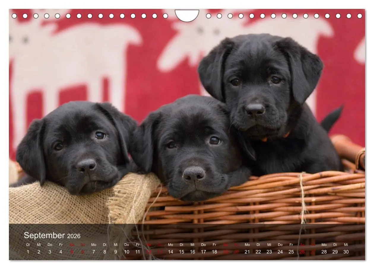 Bild: 9783457808573 | Labrador Retriever Welpen (Wandkalender 2026 DIN A4 quer), CALVENDO...