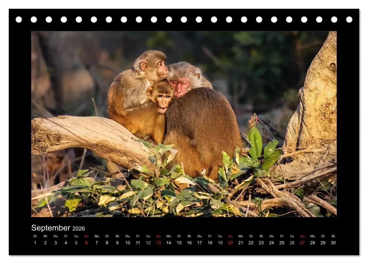 Bild: 9783516068573 | Willkommen in Indien 2026 (Tischkalender 2026 DIN A5 quer),...
