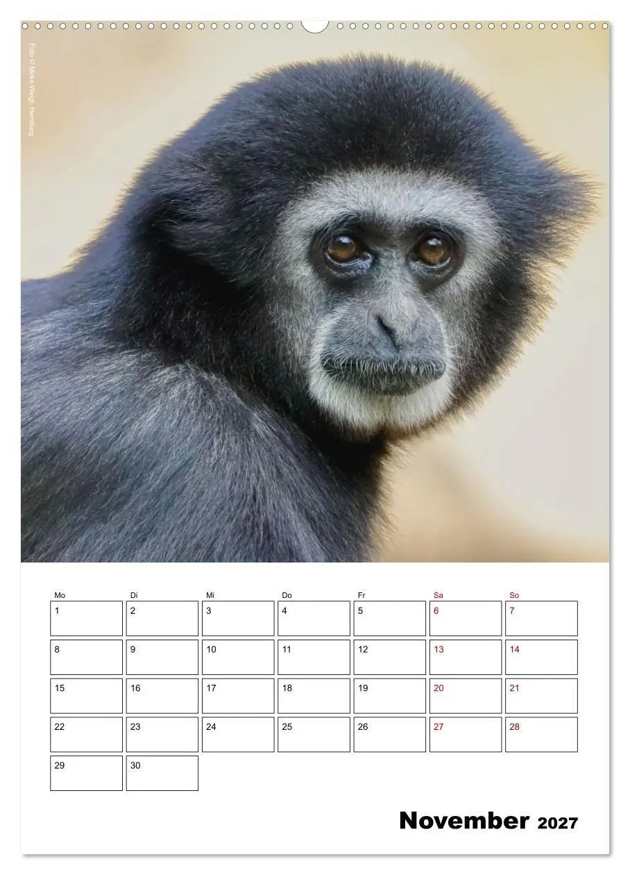 Bild: 9783569848573 | Augenblick der Affen 2027 (Wandkalender 2027 DIN A2 hoch), CALVENDO...