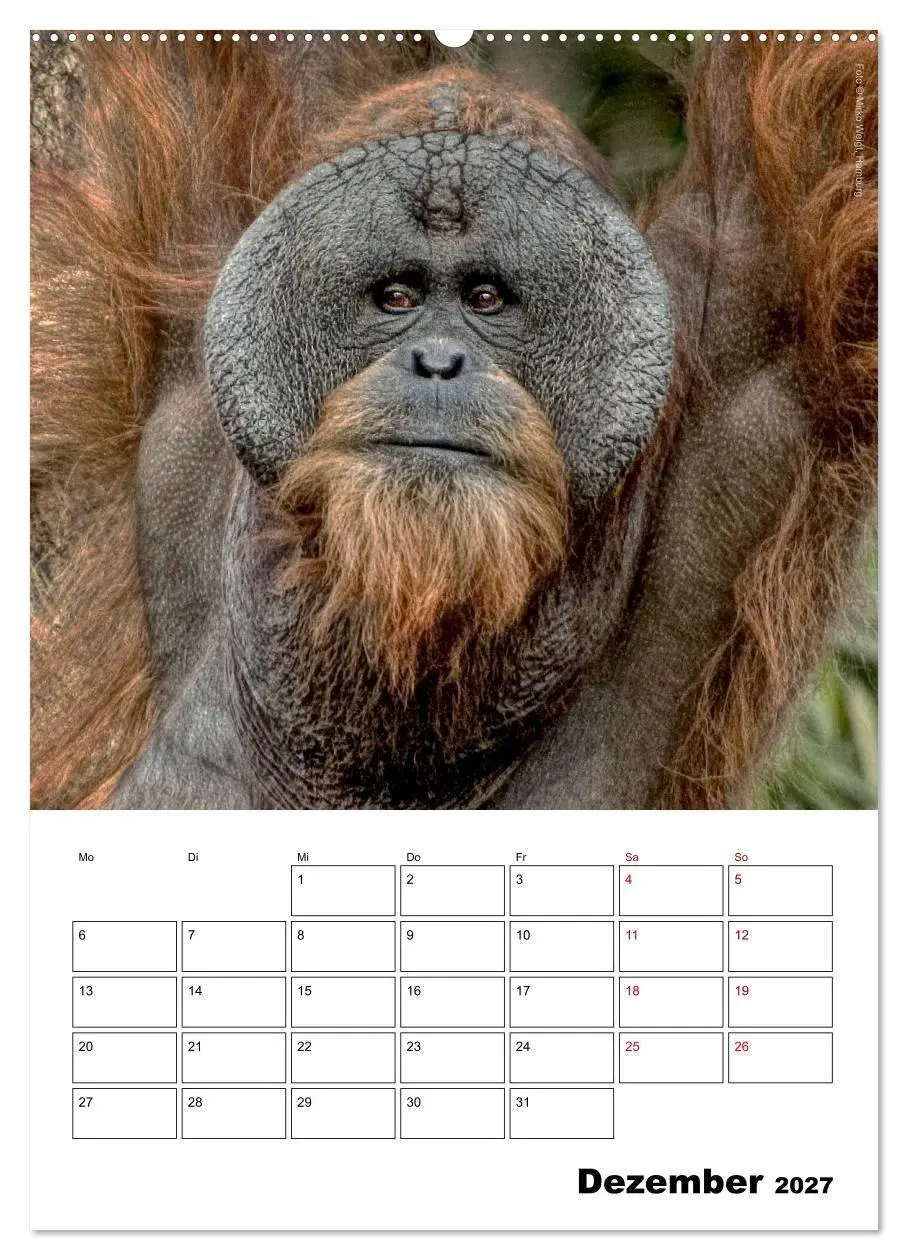 Bild: 9783569848573 | Augenblick der Affen 2027 (Wandkalender 2027 DIN A2 hoch), CALVENDO...