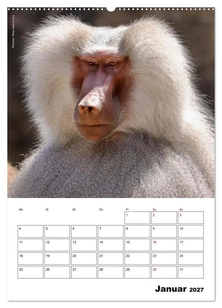 Bild: 9783569848573 | Augenblick der Affen 2027 (Wandkalender 2027 DIN A2 hoch), CALVENDO...