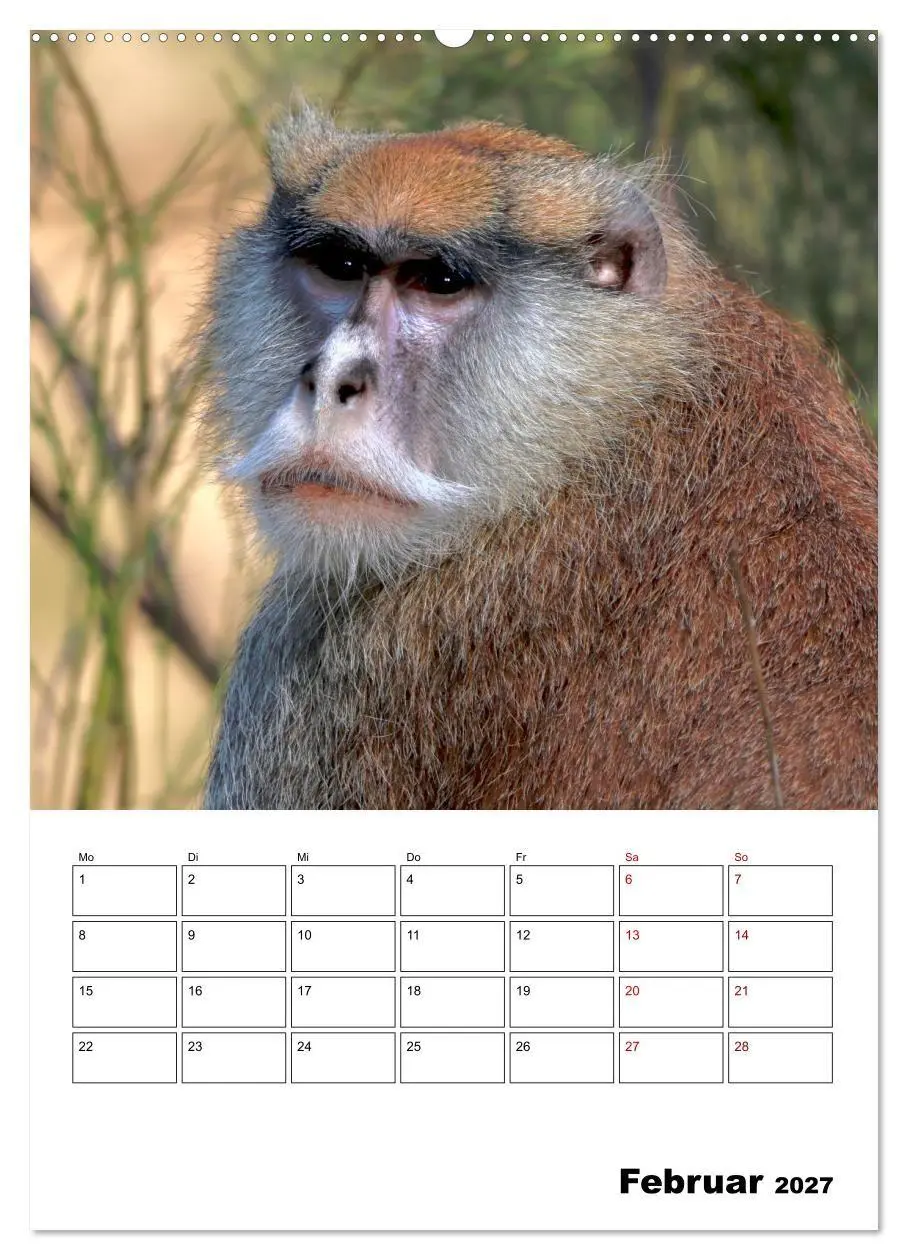 Bild: 9783569848573 | Augenblick der Affen 2027 (Wandkalender 2027 DIN A2 hoch), CALVENDO...