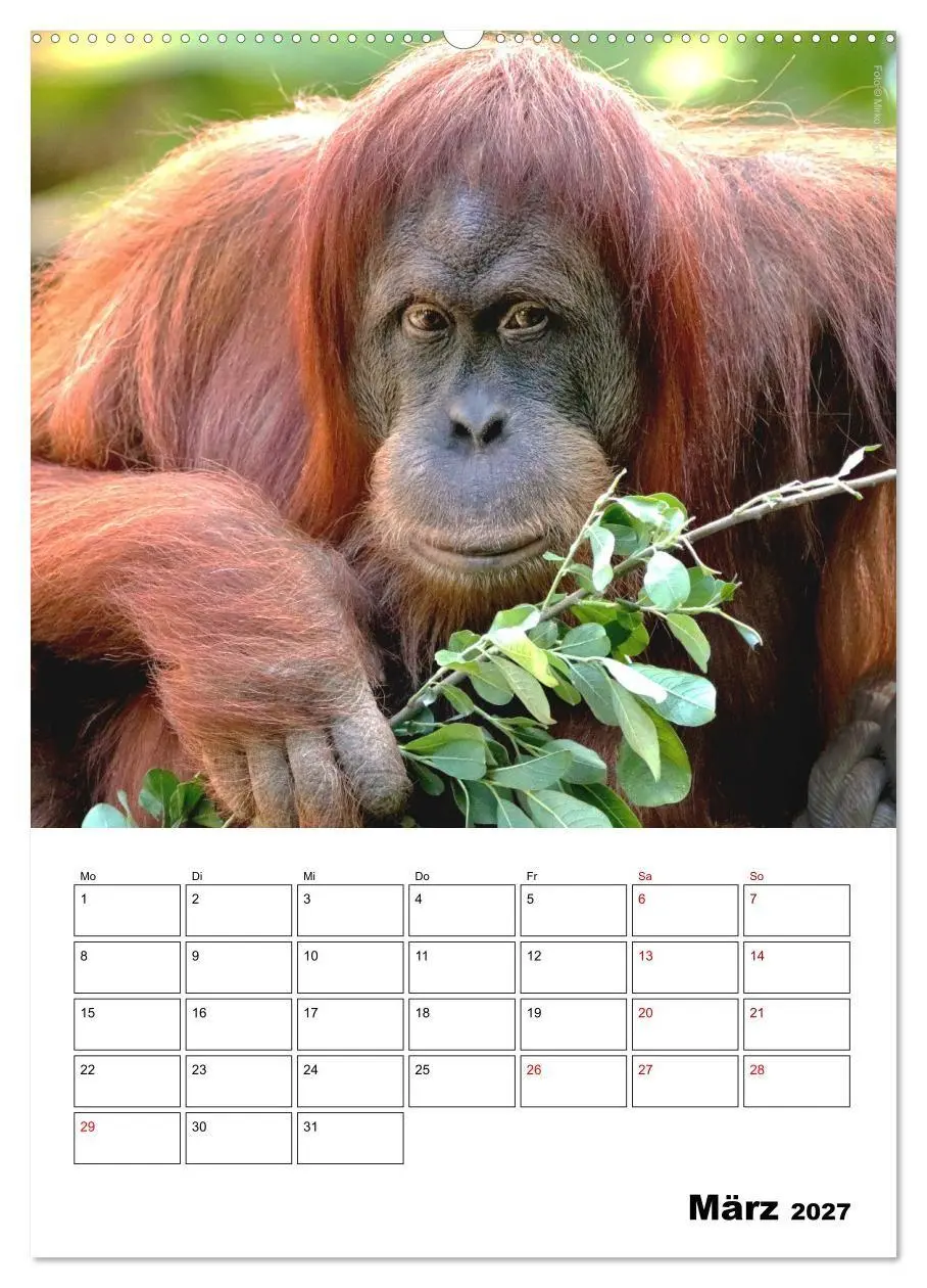 Bild: 9783569848573 | Augenblick der Affen 2027 (Wandkalender 2027 DIN A2 hoch), CALVENDO...