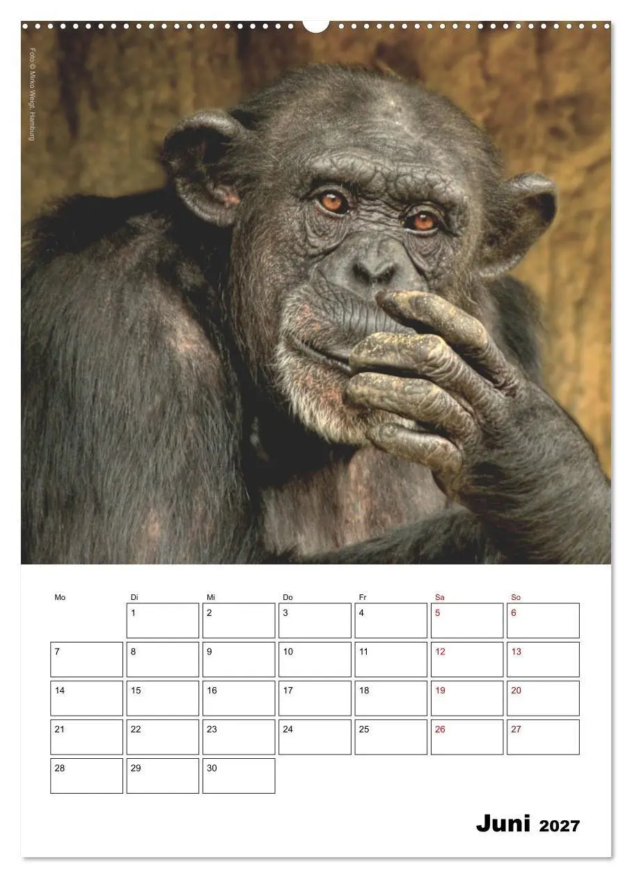 Bild: 9783569848573 | Augenblick der Affen 2027 (Wandkalender 2027 DIN A2 hoch), CALVENDO...