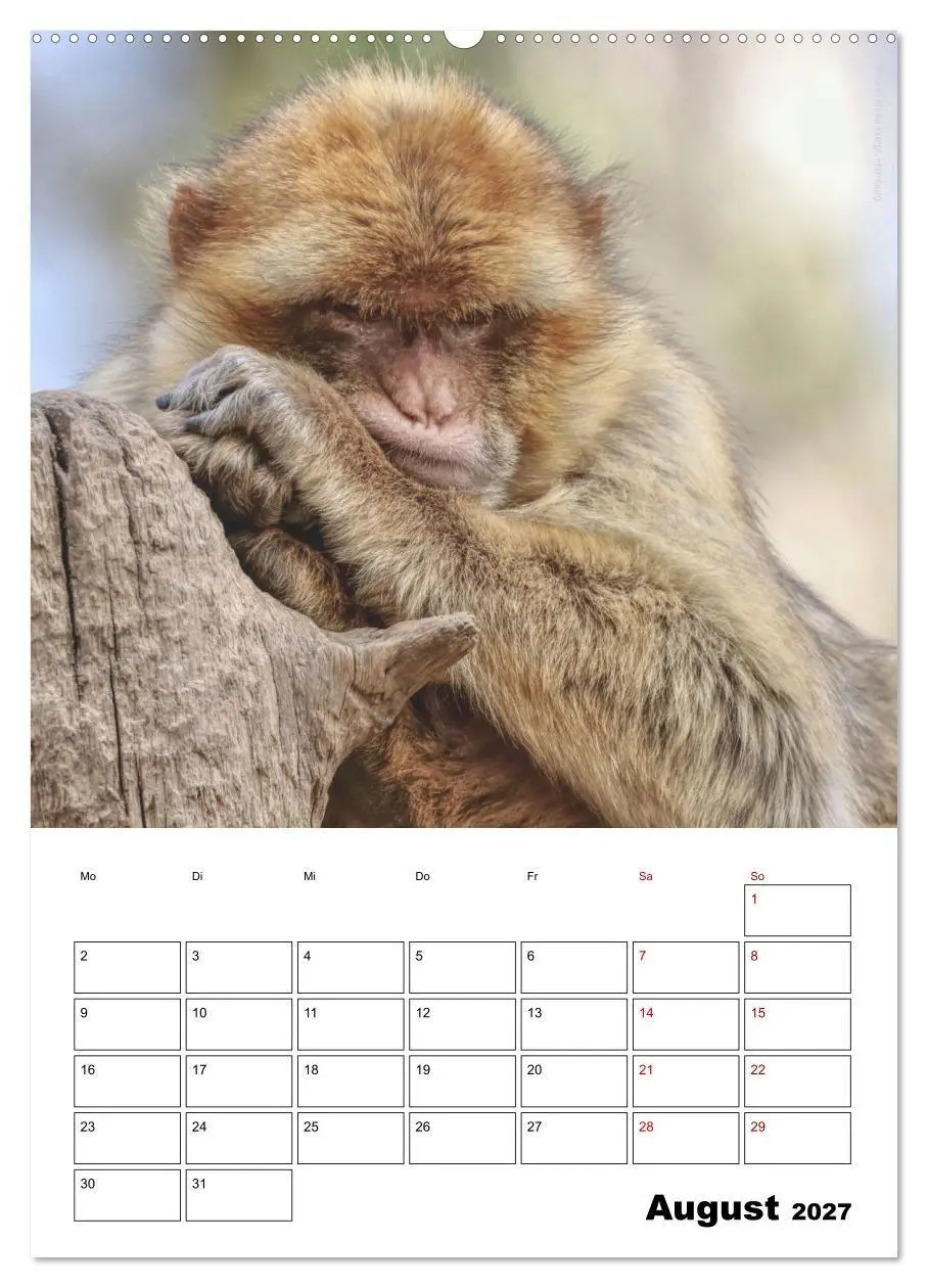 Bild: 9783569848573 | Augenblick der Affen 2027 (Wandkalender 2027 DIN A2 hoch), CALVENDO...