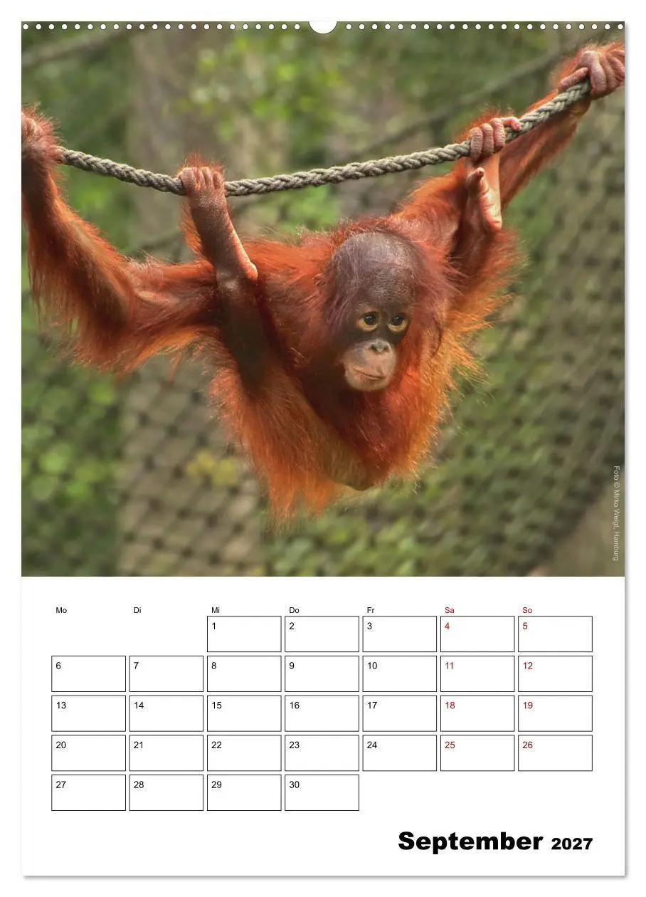 Bild: 9783569848573 | Augenblick der Affen 2027 (Wandkalender 2027 DIN A2 hoch), CALVENDO...