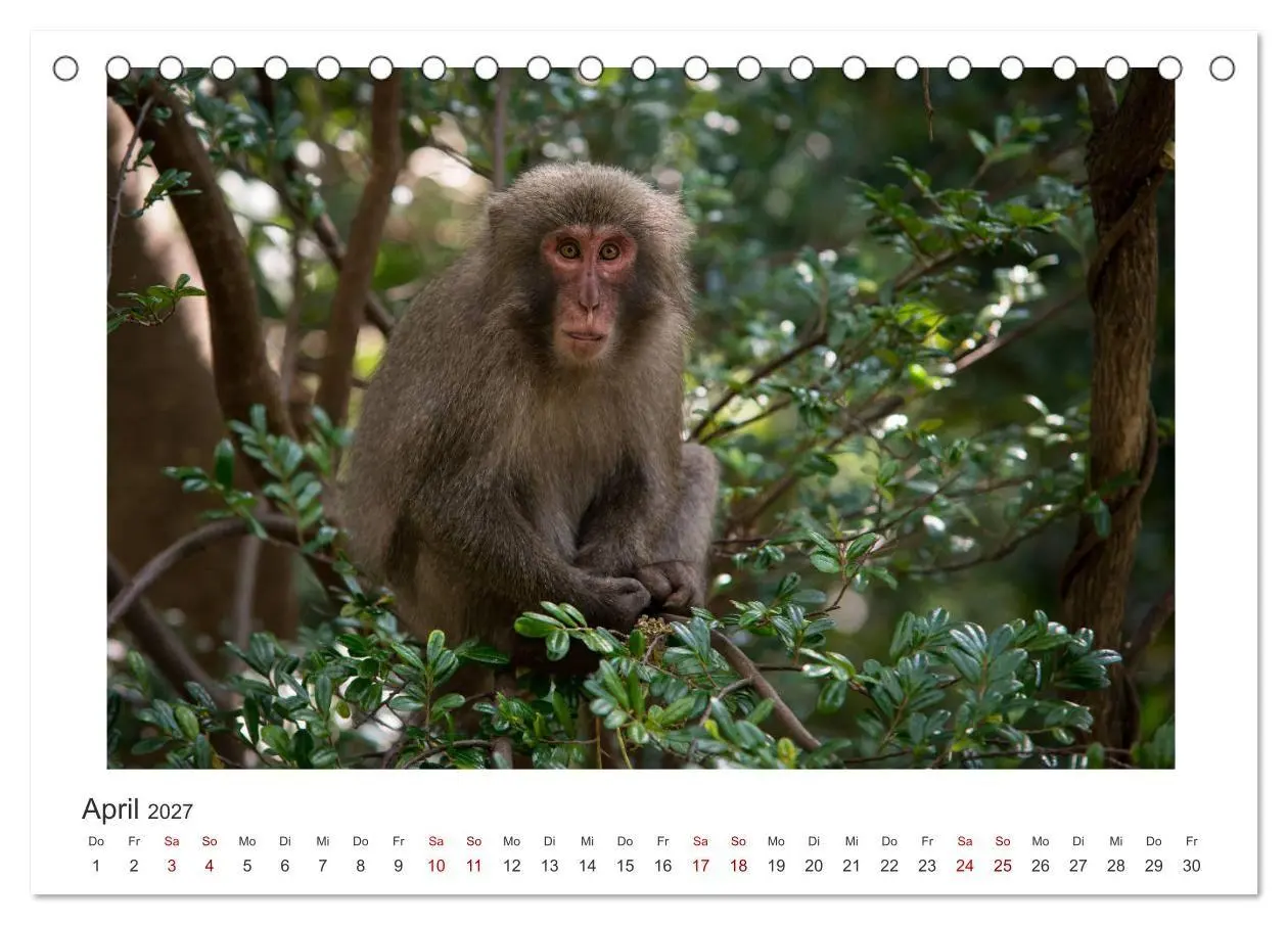 Bild: 9783569768673 | Yakushima - Japans Weltnaturerbe (Tischkalender 2027 DIN A5 quer),...
