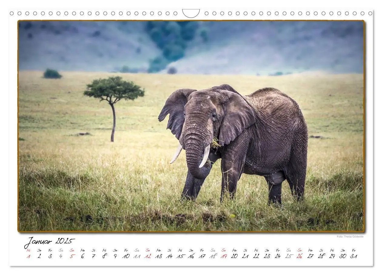 Bild: 9783435488773 | Abenteuer Masai Mara (Wandkalender 2025 DIN A3 quer), CALVENDO...