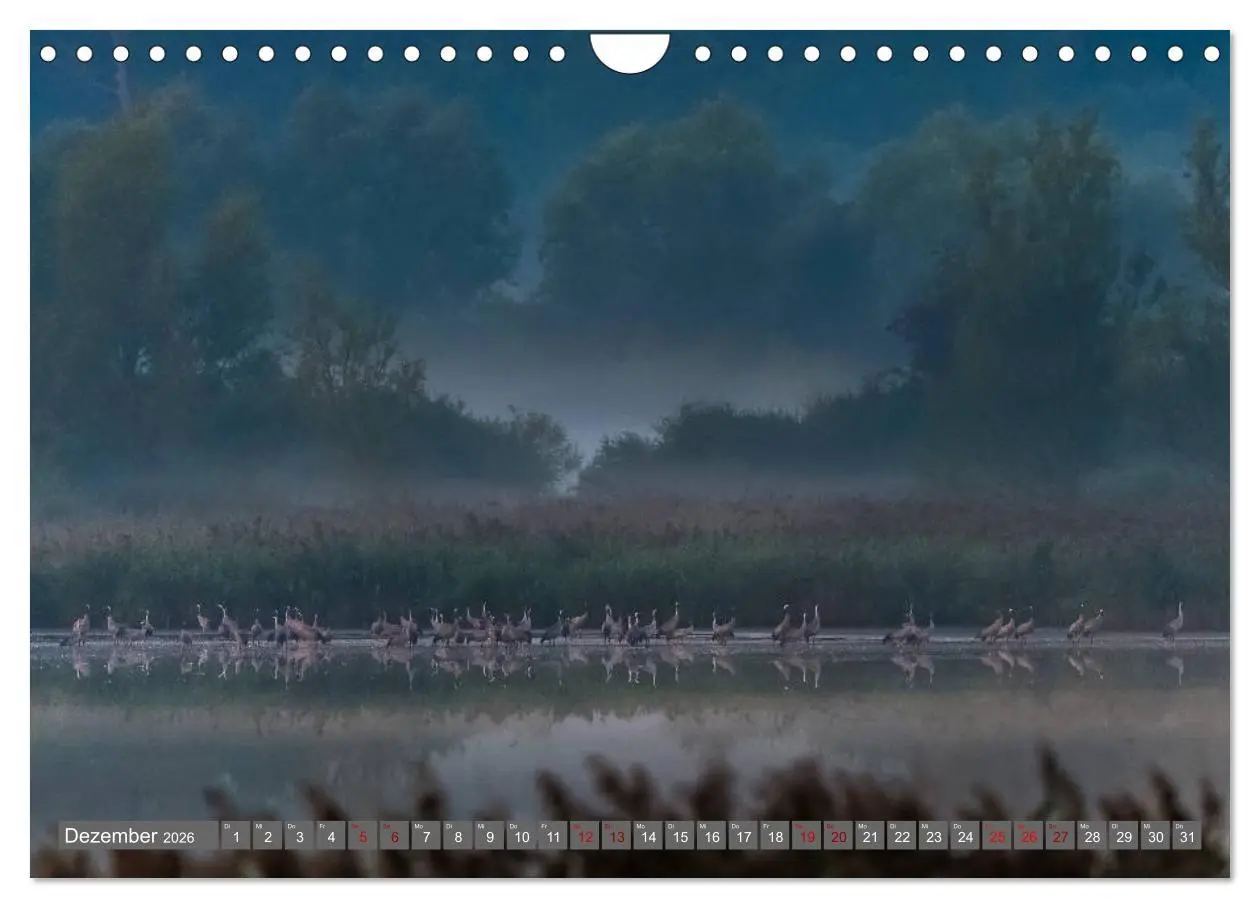 Bild: 9783457888773 | Mit Kranichen durch das Jahr (Wandkalender 2026 DIN A4 quer),...