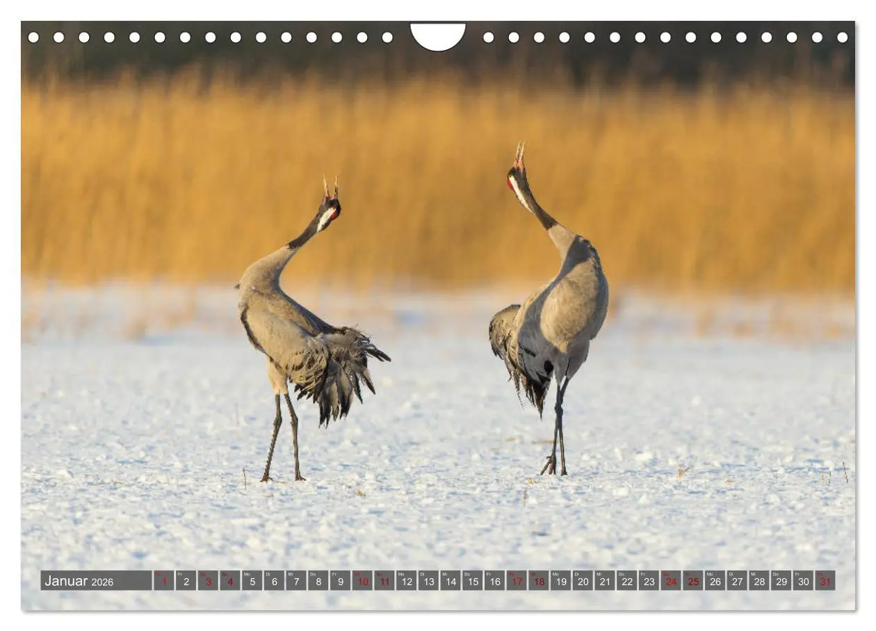 Bild: 9783457888773 | Mit Kranichen durch das Jahr (Wandkalender 2026 DIN A4 quer),...