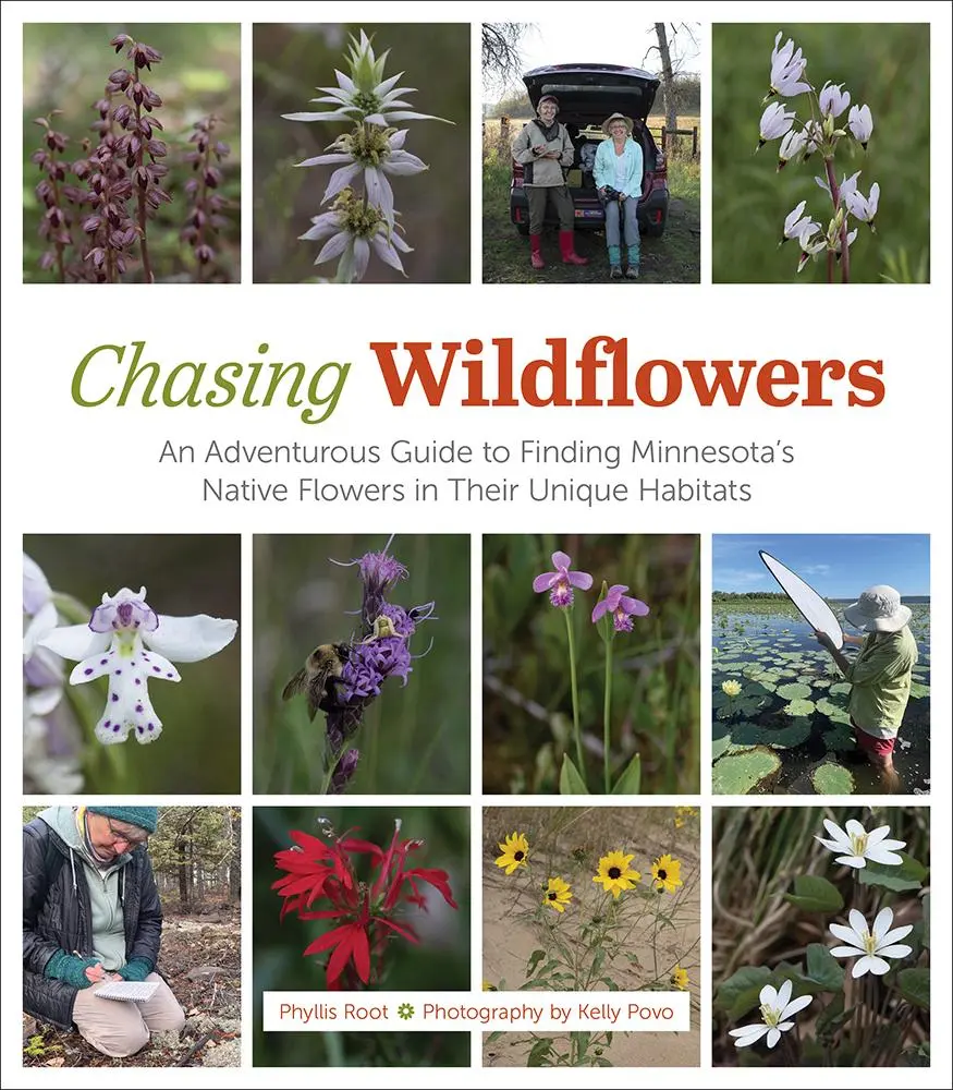 Cover: 9781517918873 | Chasing Wildflowers | Phyllis Root | Buch | Einband - fest (Hardcover)