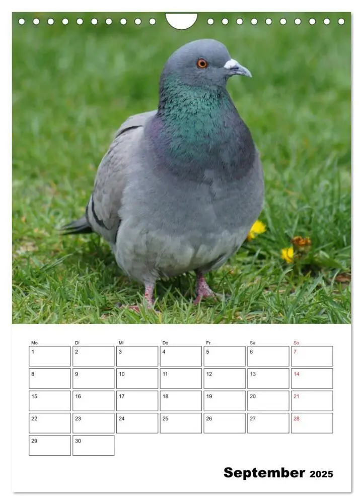 Bild: 9783457018873 | Tauben Terminplaner (Wandkalender 2025 DIN A4 hoch), CALVENDO...