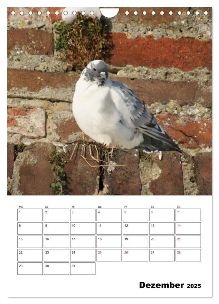 Bild: 9783457018873 | Tauben Terminplaner (Wandkalender 2025 DIN A4 hoch), CALVENDO...