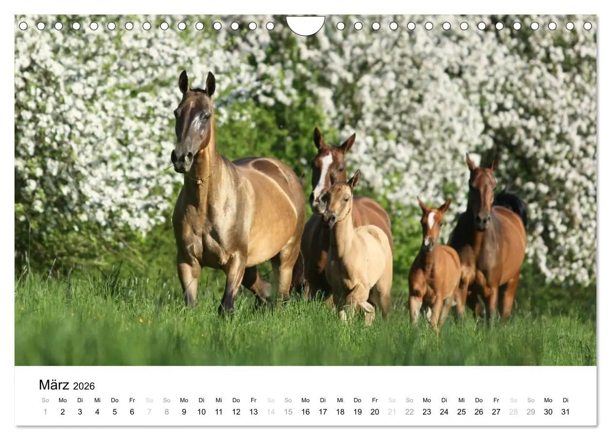 Bild: 9783516038873 | Pferde - Magdalena Strakova (Wandkalender 2026 DIN A4 quer),...