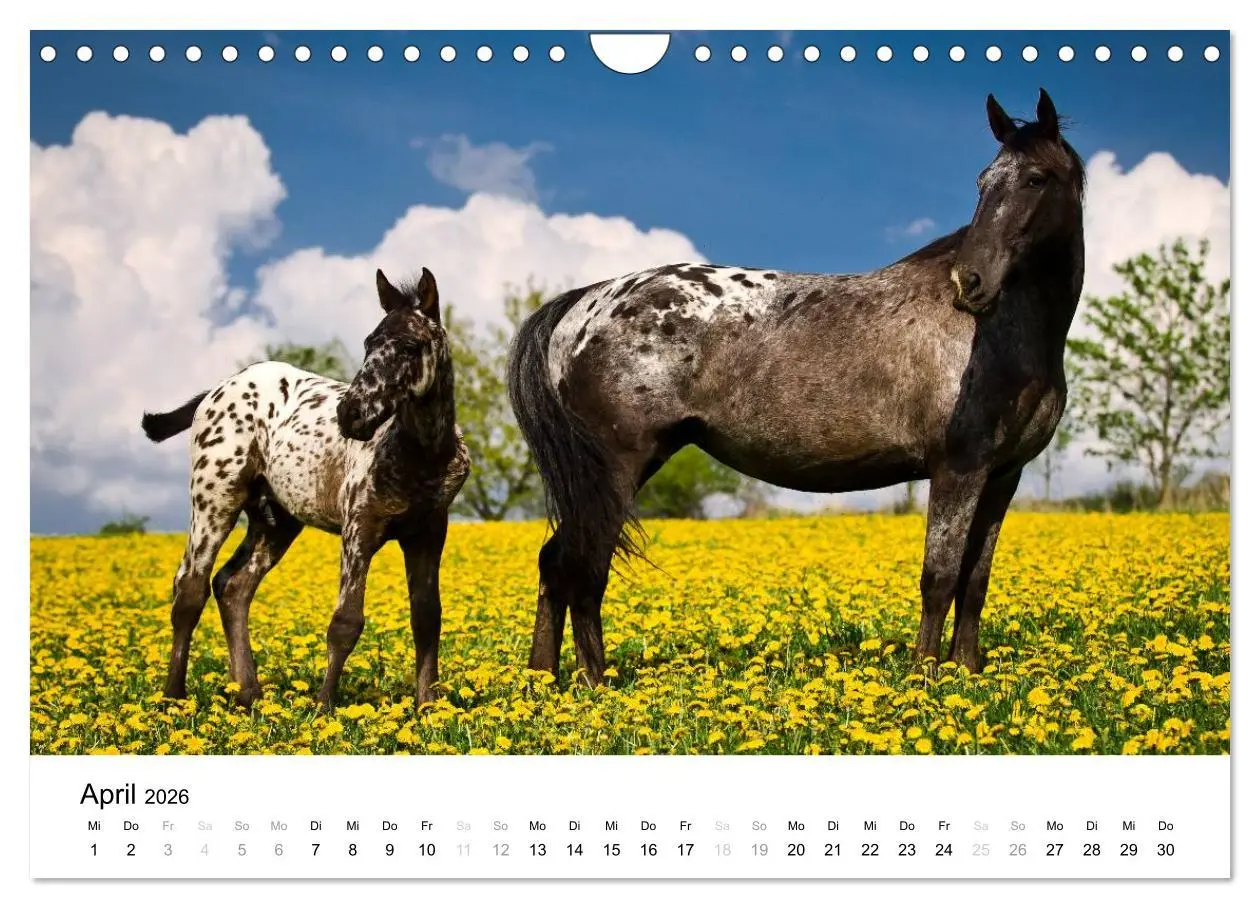 Bild: 9783516038873 | Pferde - Magdalena Strakova (Wandkalender 2026 DIN A4 quer),...