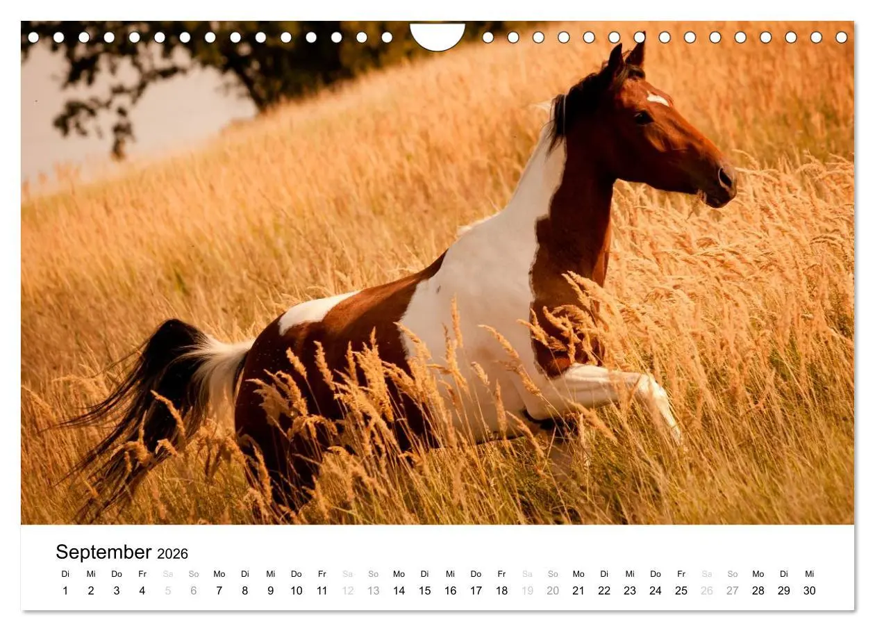 Bild: 9783516038873 | Pferde - Magdalena Strakova (Wandkalender 2026 DIN A4 quer),...