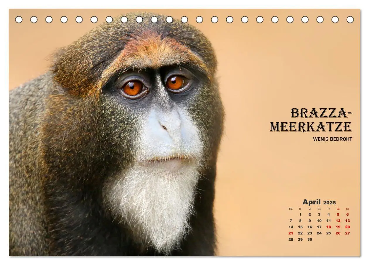 Bild: 9783435088973 | AFFENPORTRÄTS (Tischkalender 2025 DIN A5 quer), CALVENDO...