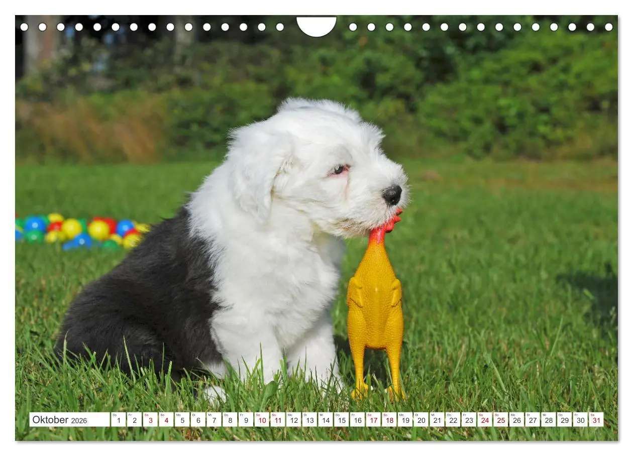 Bild: 9783457318973 | In der Kinderstube bei Familie Bobtail (Wandkalender 2026 DIN A4...