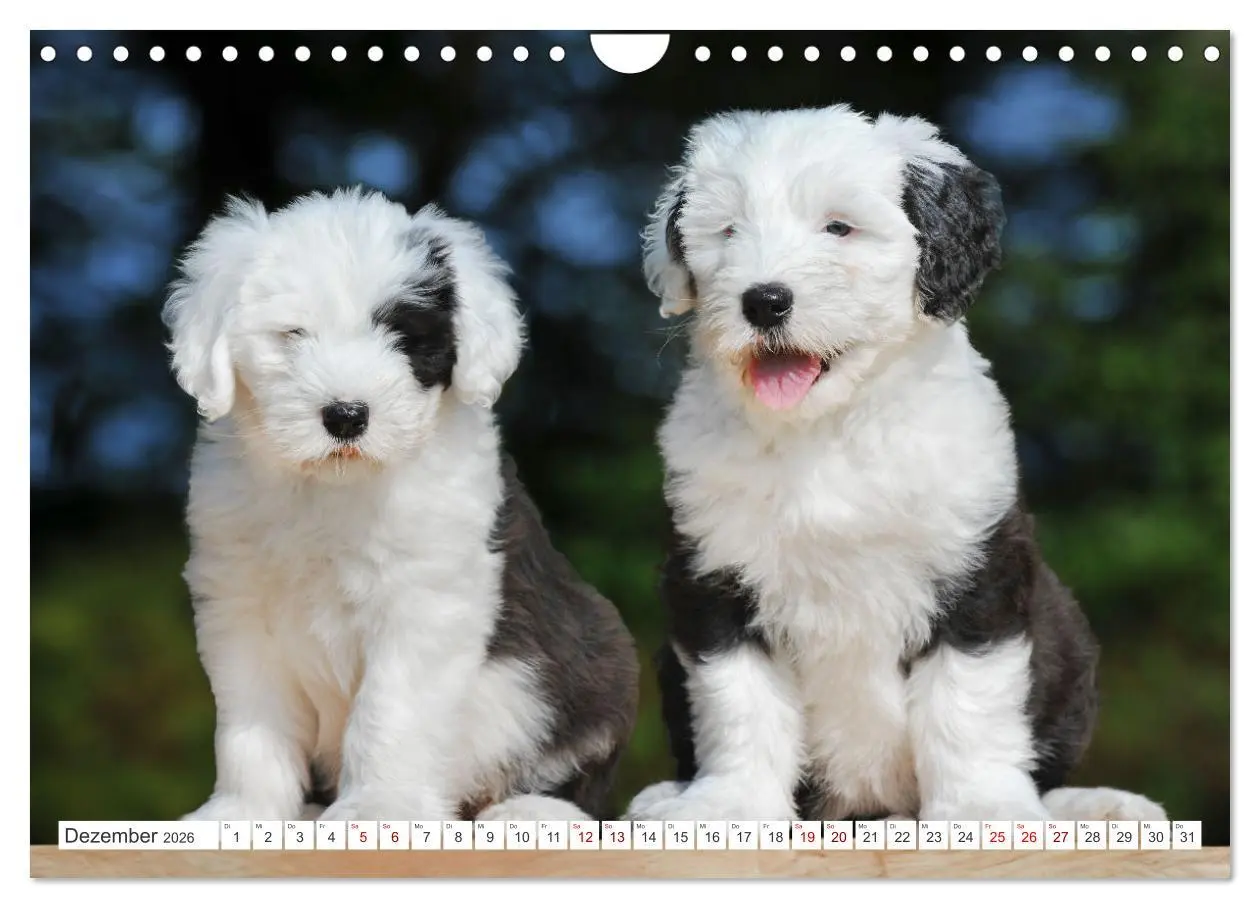 Bild: 9783457318973 | In der Kinderstube bei Familie Bobtail (Wandkalender 2026 DIN A4...