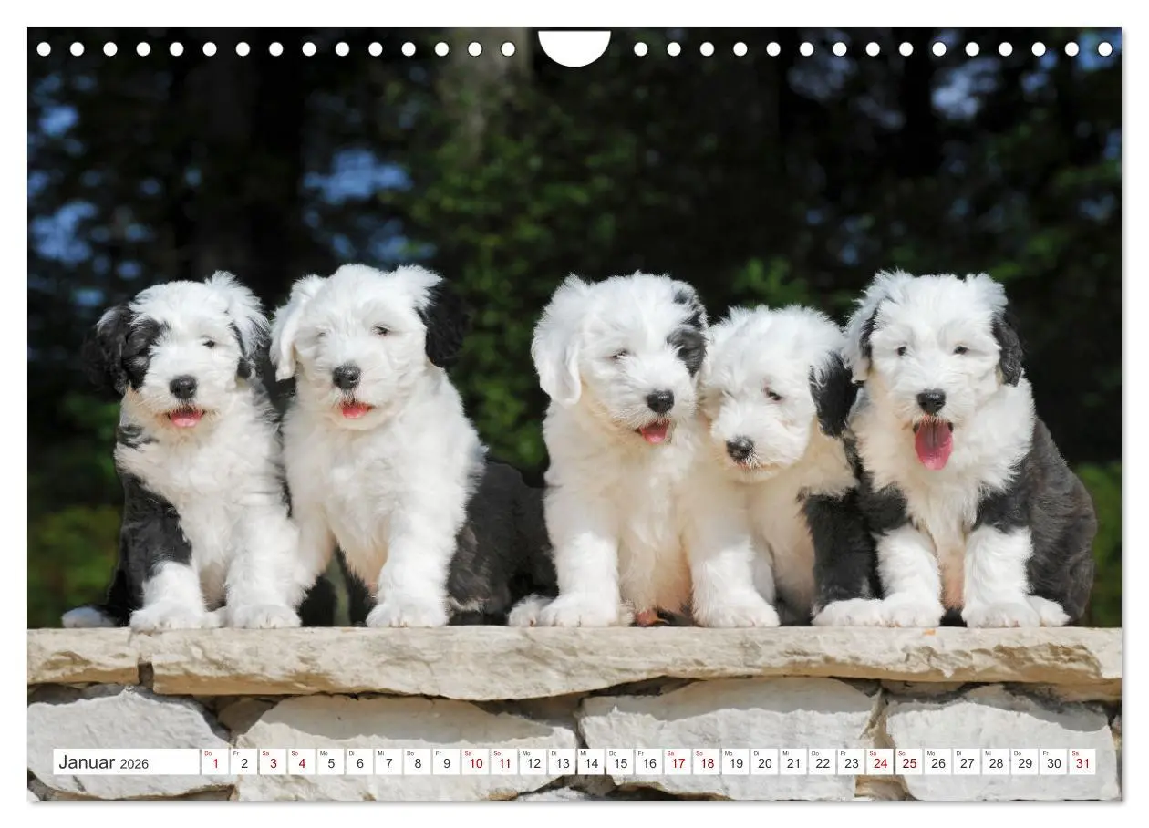 Bild: 9783457318973 | In der Kinderstube bei Familie Bobtail (Wandkalender 2026 DIN A4...
