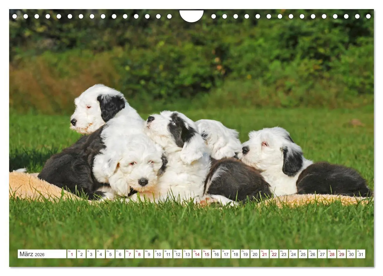 Bild: 9783457318973 | In der Kinderstube bei Familie Bobtail (Wandkalender 2026 DIN A4...