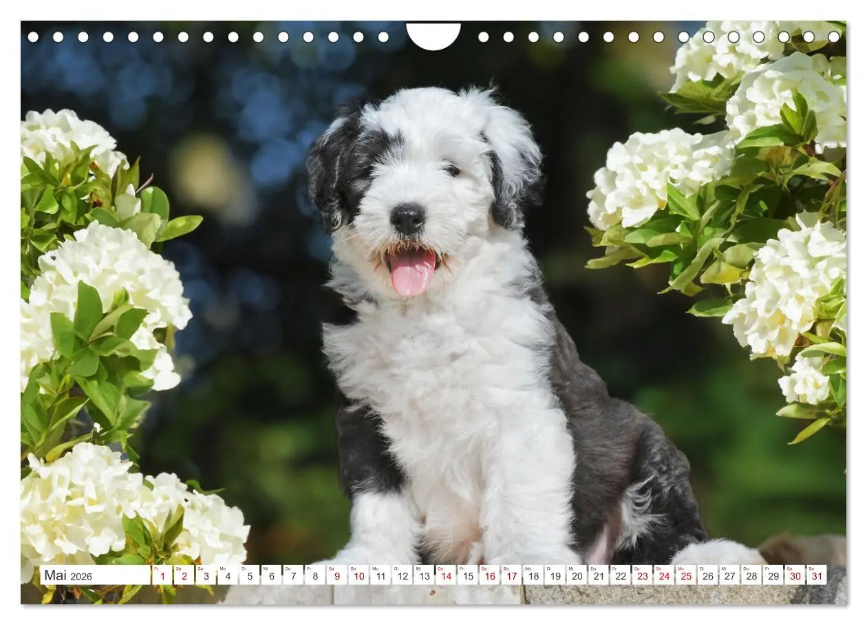 Bild: 9783457318973 | In der Kinderstube bei Familie Bobtail (Wandkalender 2026 DIN A4...
