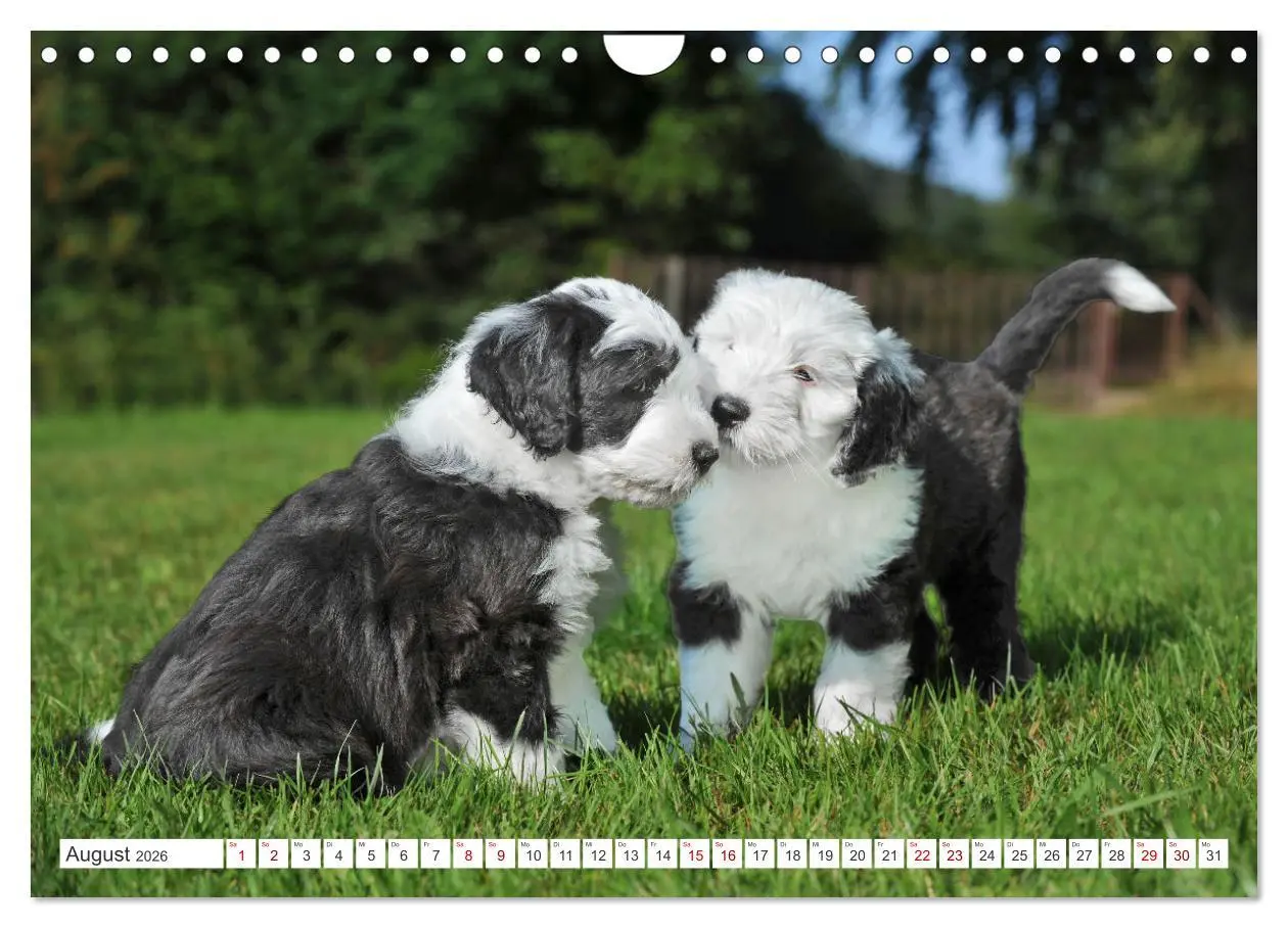 Bild: 9783457318973 | In der Kinderstube bei Familie Bobtail (Wandkalender 2026 DIN A4...