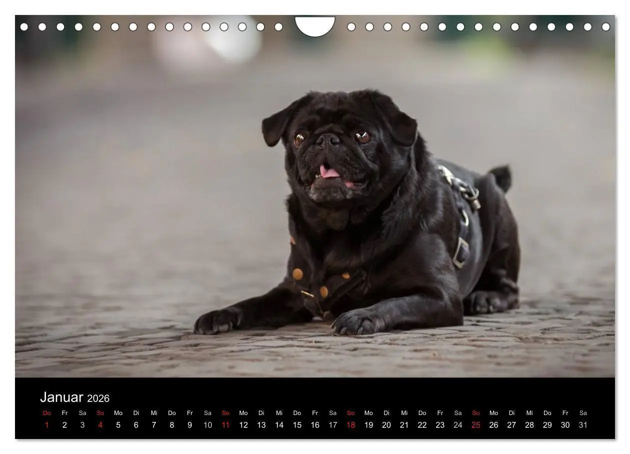 Bild: 9783516028973 | Vermopst durchs Jahr (Wandkalender 2026 DIN A4 quer), CALVENDO...