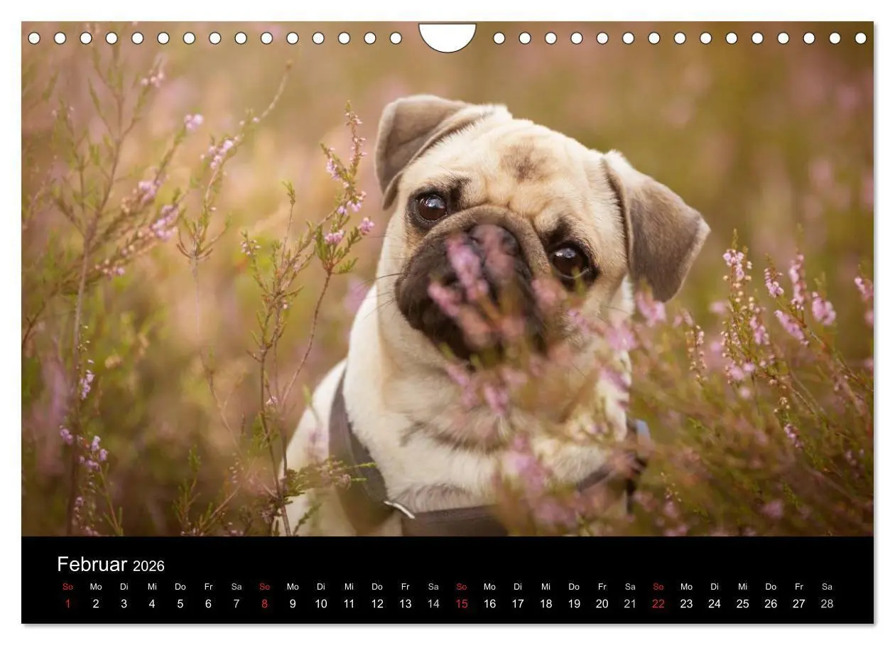 Bild: 9783516028973 | Vermopst durchs Jahr (Wandkalender 2026 DIN A4 quer), CALVENDO...