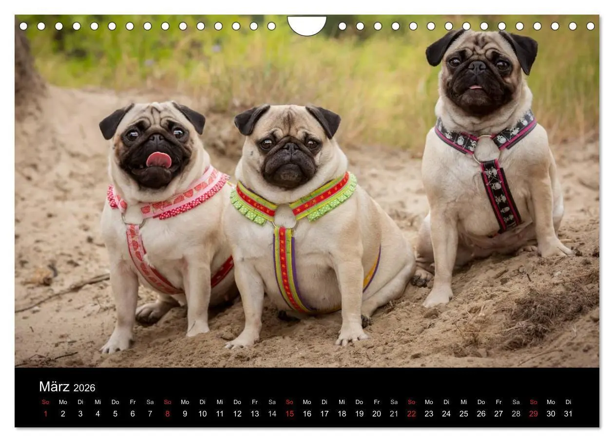 Bild: 9783516028973 | Vermopst durchs Jahr (Wandkalender 2026 DIN A4 quer), CALVENDO...