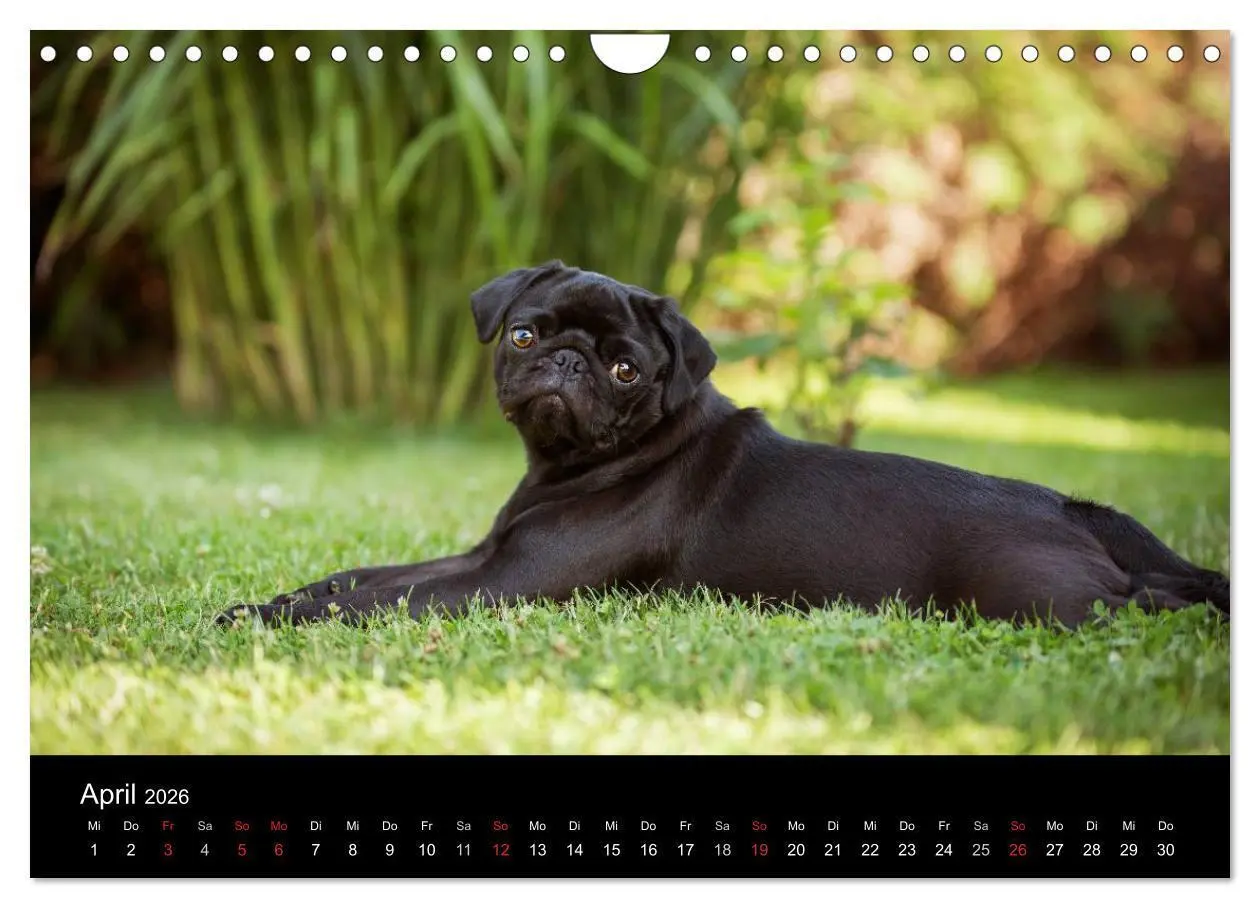 Bild: 9783516028973 | Vermopst durchs Jahr (Wandkalender 2026 DIN A4 quer), CALVENDO...