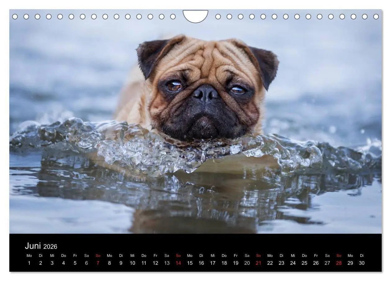 Bild: 9783516028973 | Vermopst durchs Jahr (Wandkalender 2026 DIN A4 quer), CALVENDO...