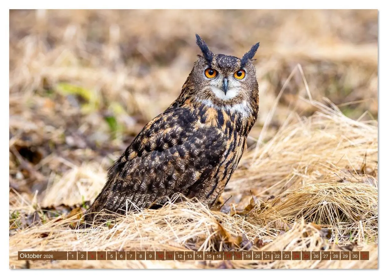 Bild: 9783516609073 | Europas Greifvögel und Eulen (Tischkalender 2026 DIN A5 quer),...