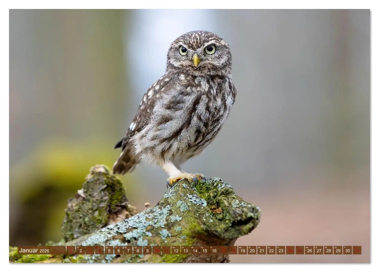 Bild: 9783516609073 | Europas Greifvögel und Eulen (Tischkalender 2026 DIN A5 quer),...