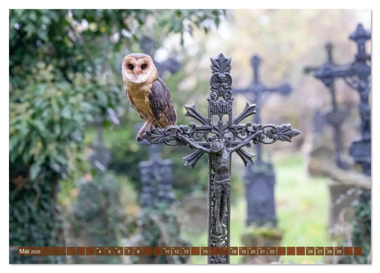 Bild: 9783516609073 | Europas Greifvögel und Eulen (Tischkalender 2026 DIN A5 quer),...