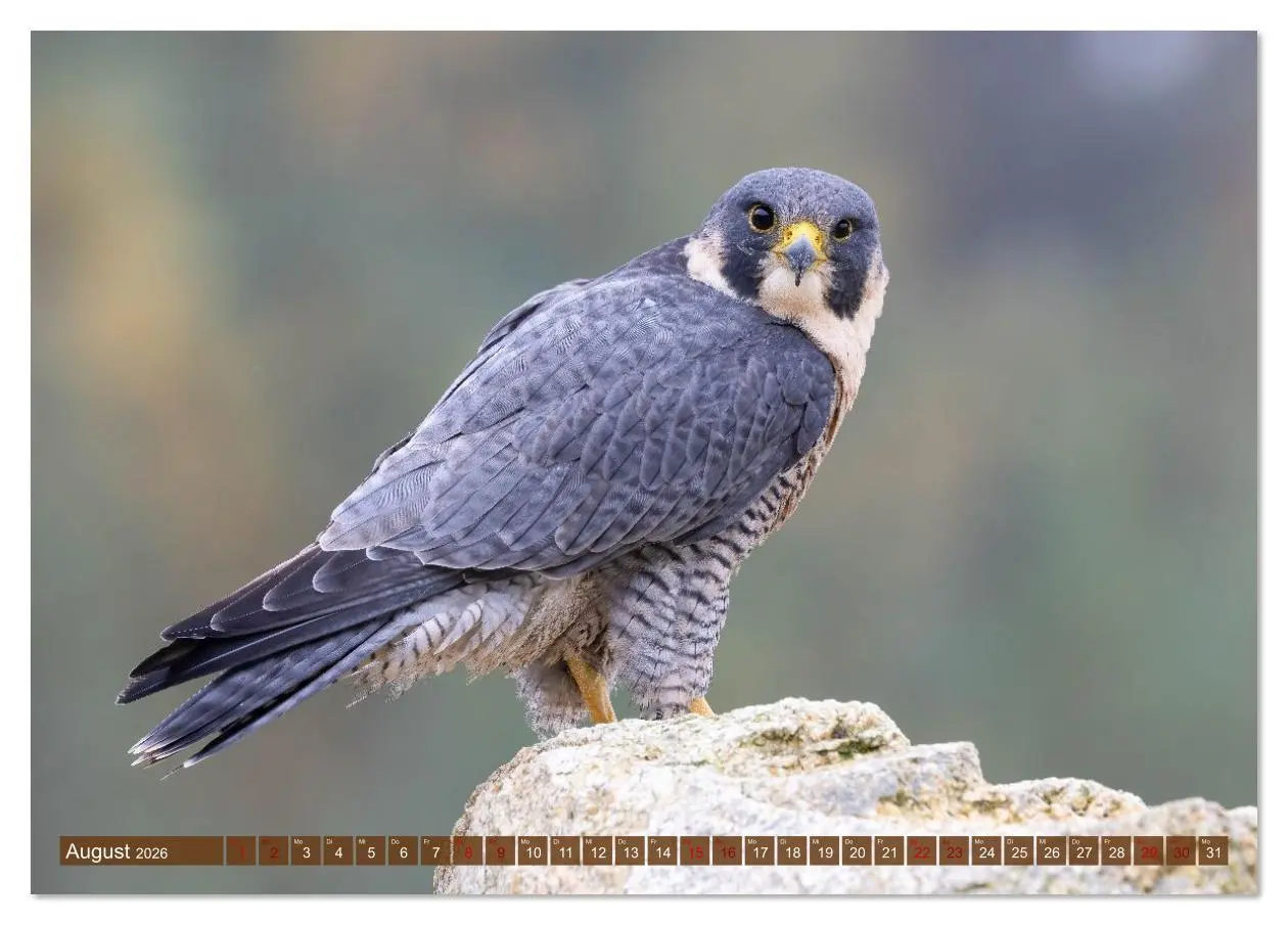 Bild: 9783516609073 | Europas Greifvögel und Eulen (Tischkalender 2026 DIN A5 quer),...