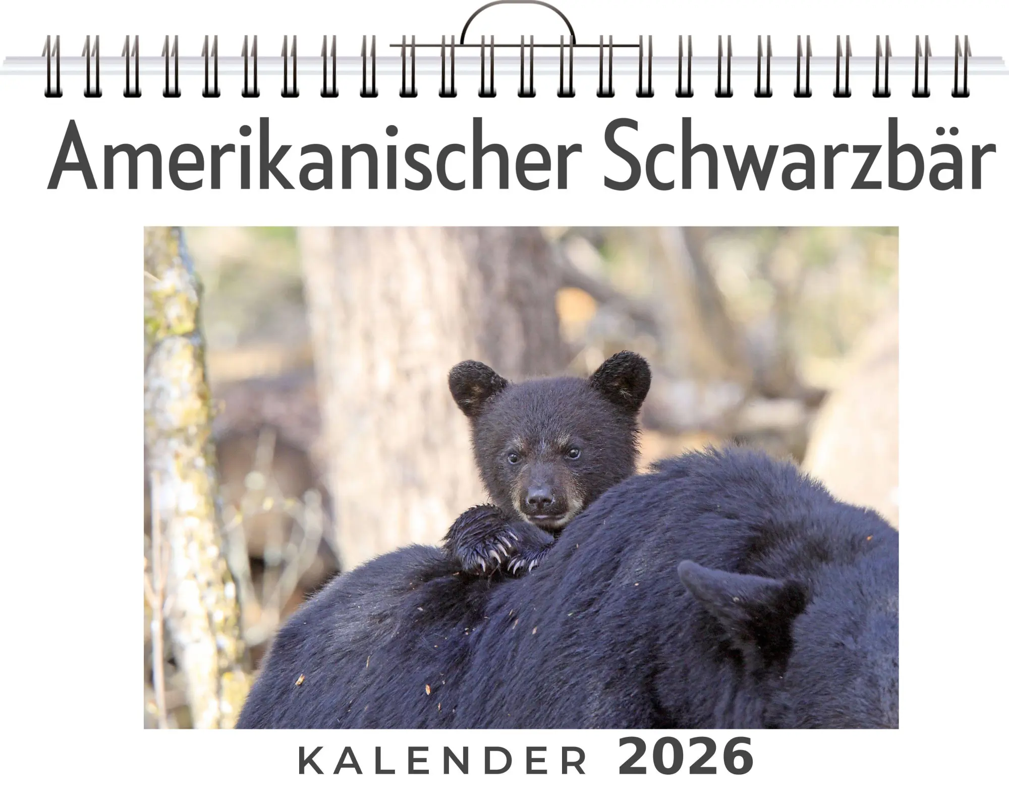 Cover: 9783759189073 | Amerikanischer Schwarzbär | Anna Koch | Kalender | Deutsch | 2026