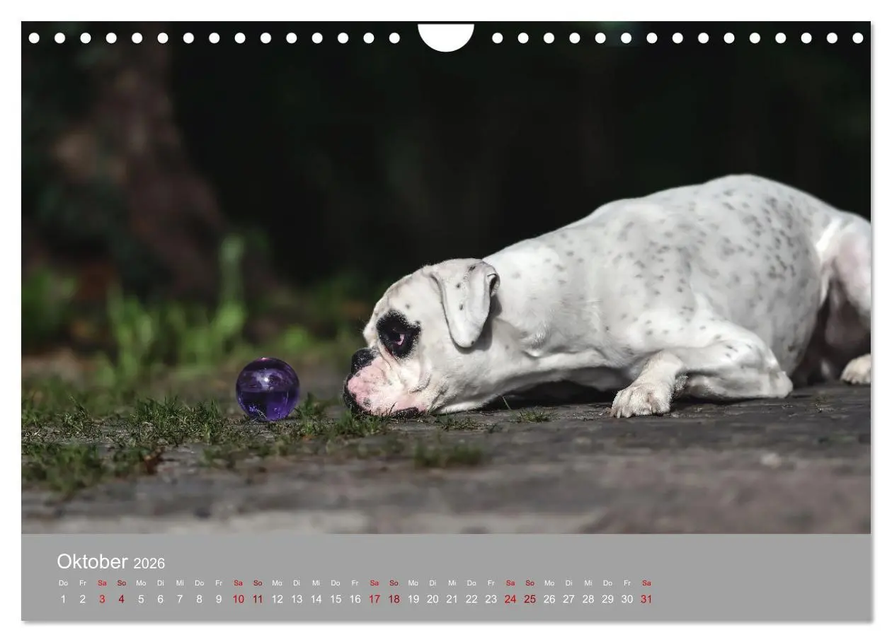 Bild: 9783457359273 | Fantastische Boxer - Sieger der Herzen (Wandkalender 2026 DIN A4...