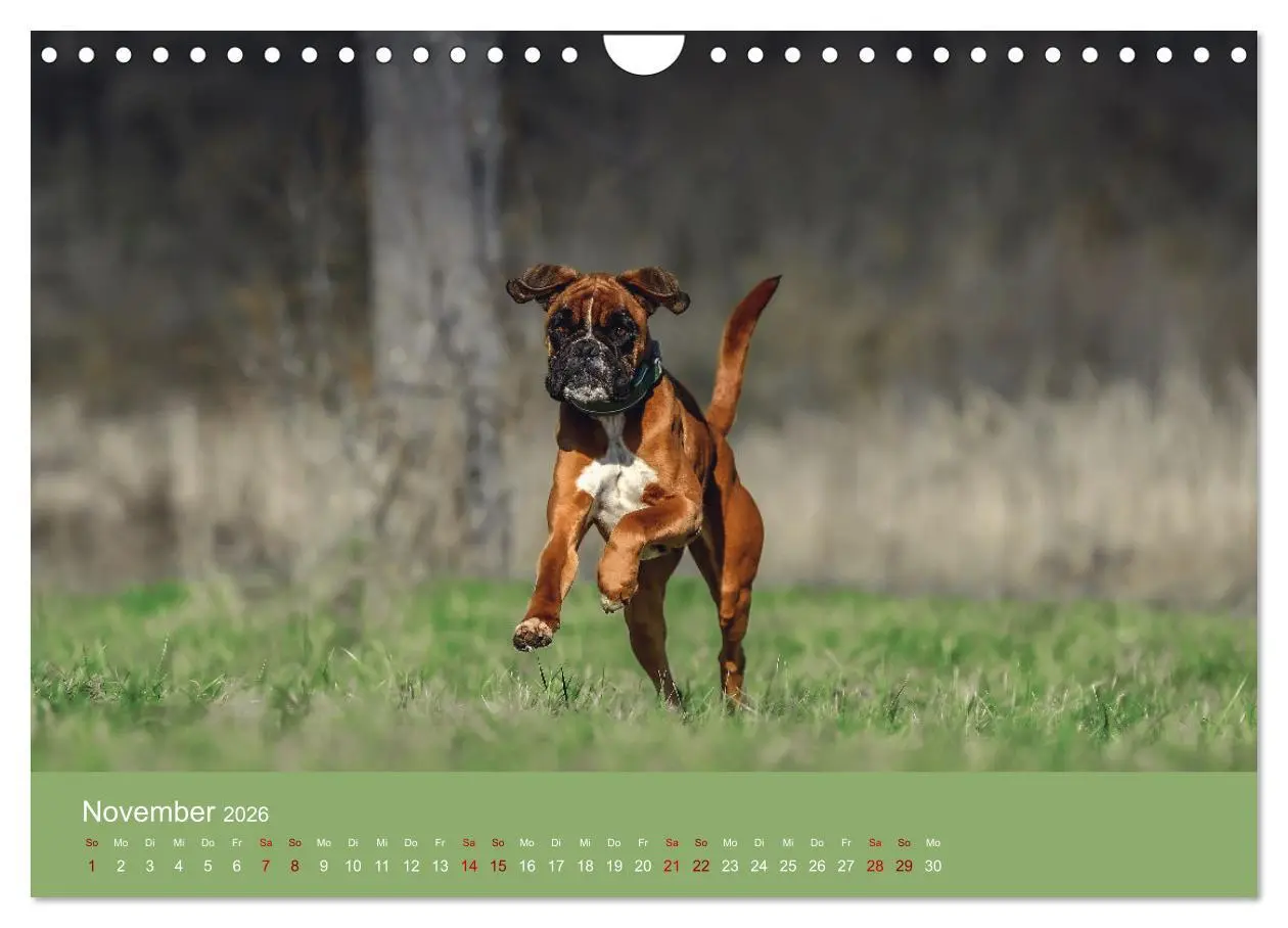 Bild: 9783457359273 | Fantastische Boxer - Sieger der Herzen (Wandkalender 2026 DIN A4...