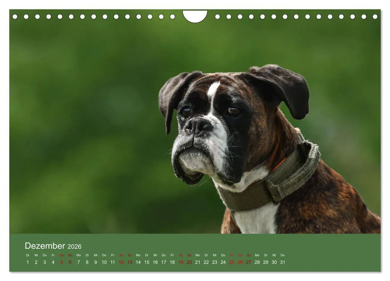 Bild: 9783457359273 | Fantastische Boxer - Sieger der Herzen (Wandkalender 2026 DIN A4...