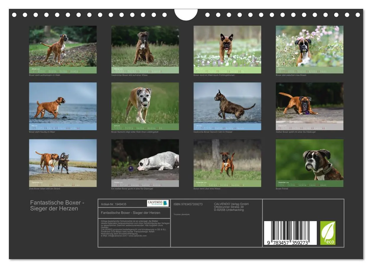Bild: 9783457359273 | Fantastische Boxer - Sieger der Herzen (Wandkalender 2026 DIN A4...