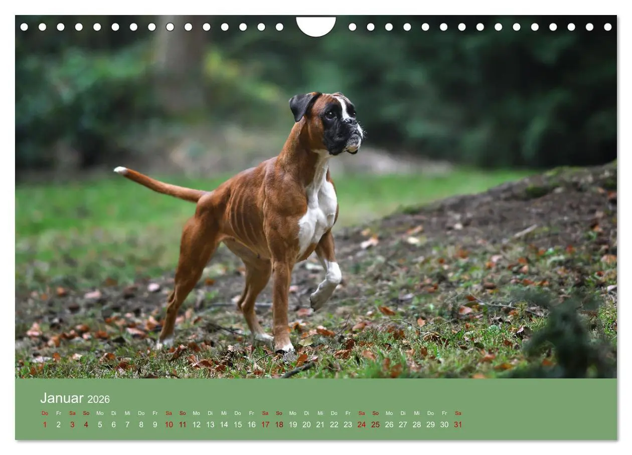 Bild: 9783457359273 | Fantastische Boxer - Sieger der Herzen (Wandkalender 2026 DIN A4...