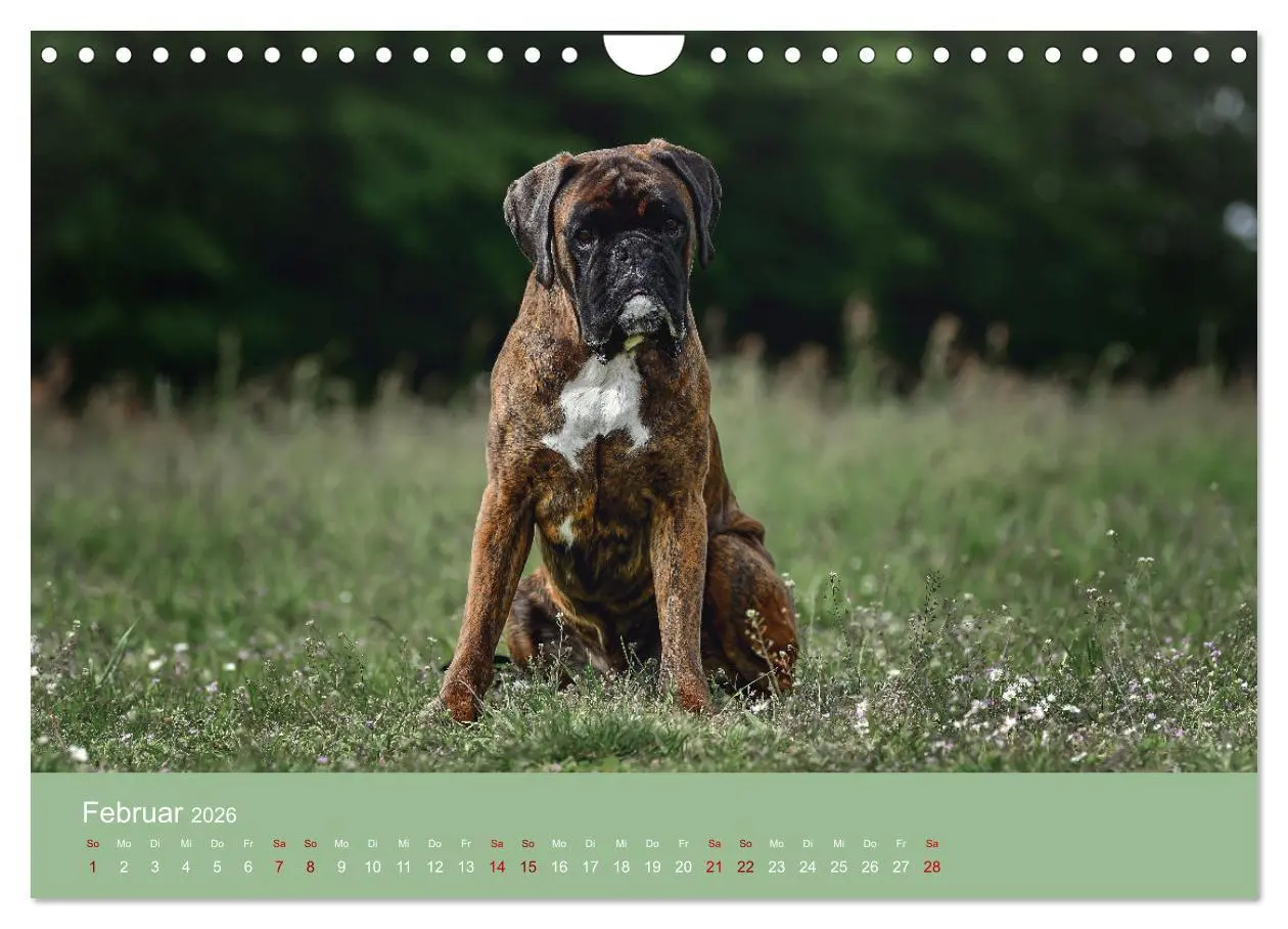 Bild: 9783457359273 | Fantastische Boxer - Sieger der Herzen (Wandkalender 2026 DIN A4...